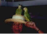 Oiseaux sur le chapeau 9_2003 Aruba